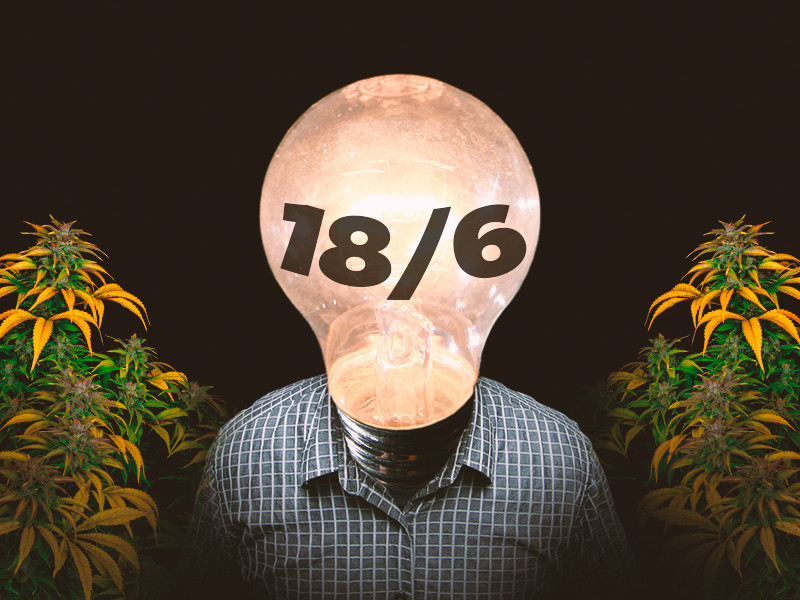 18/6 постоянный режим освещения для автоцветов конопли